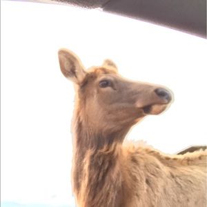 Meet your Posher, Peter